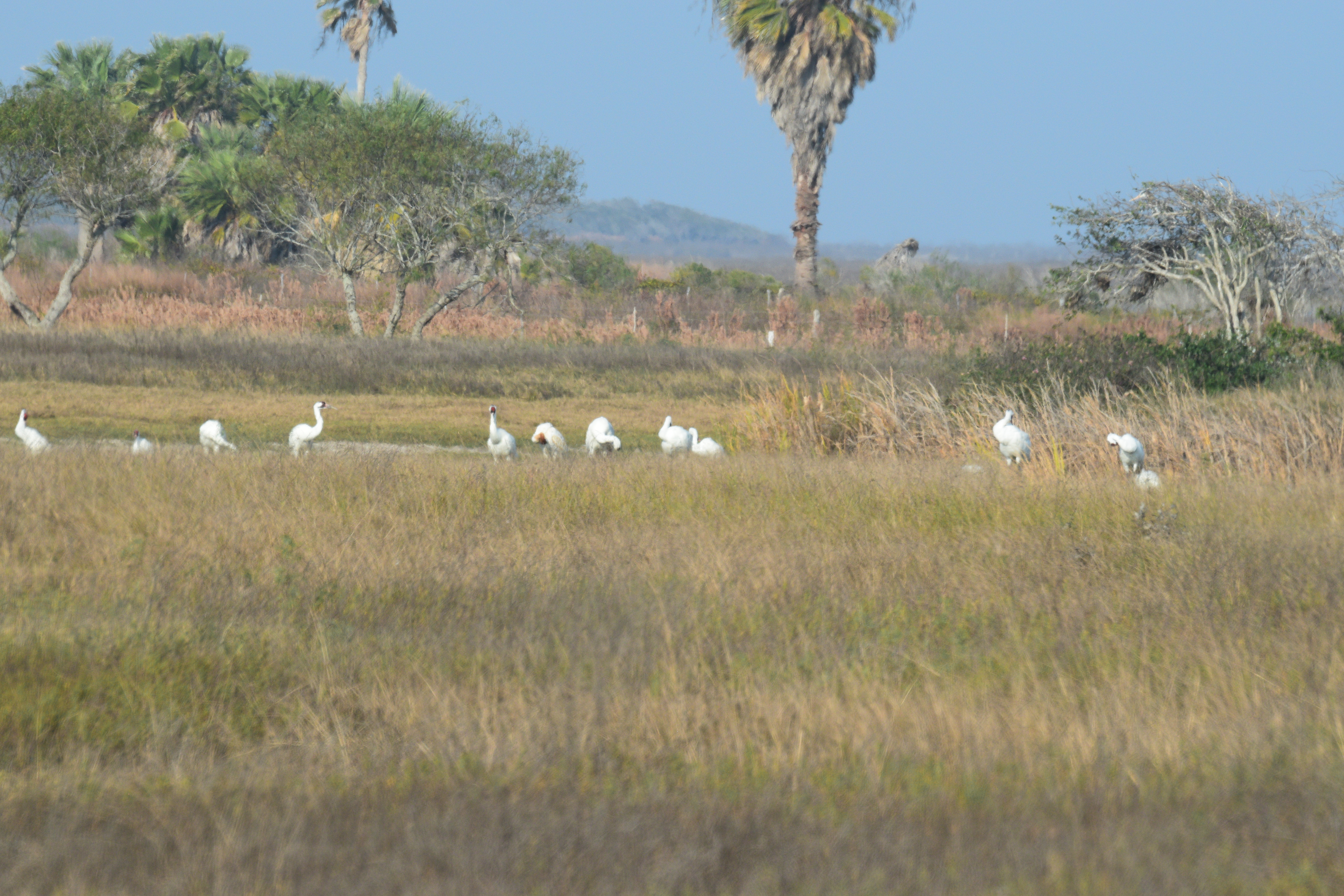 Wildlife photography